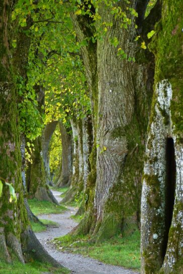 Un chemin qui serpente dans une forêt