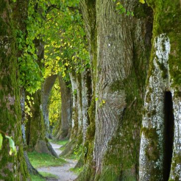 Un chemin qui serpente dans une forêt
