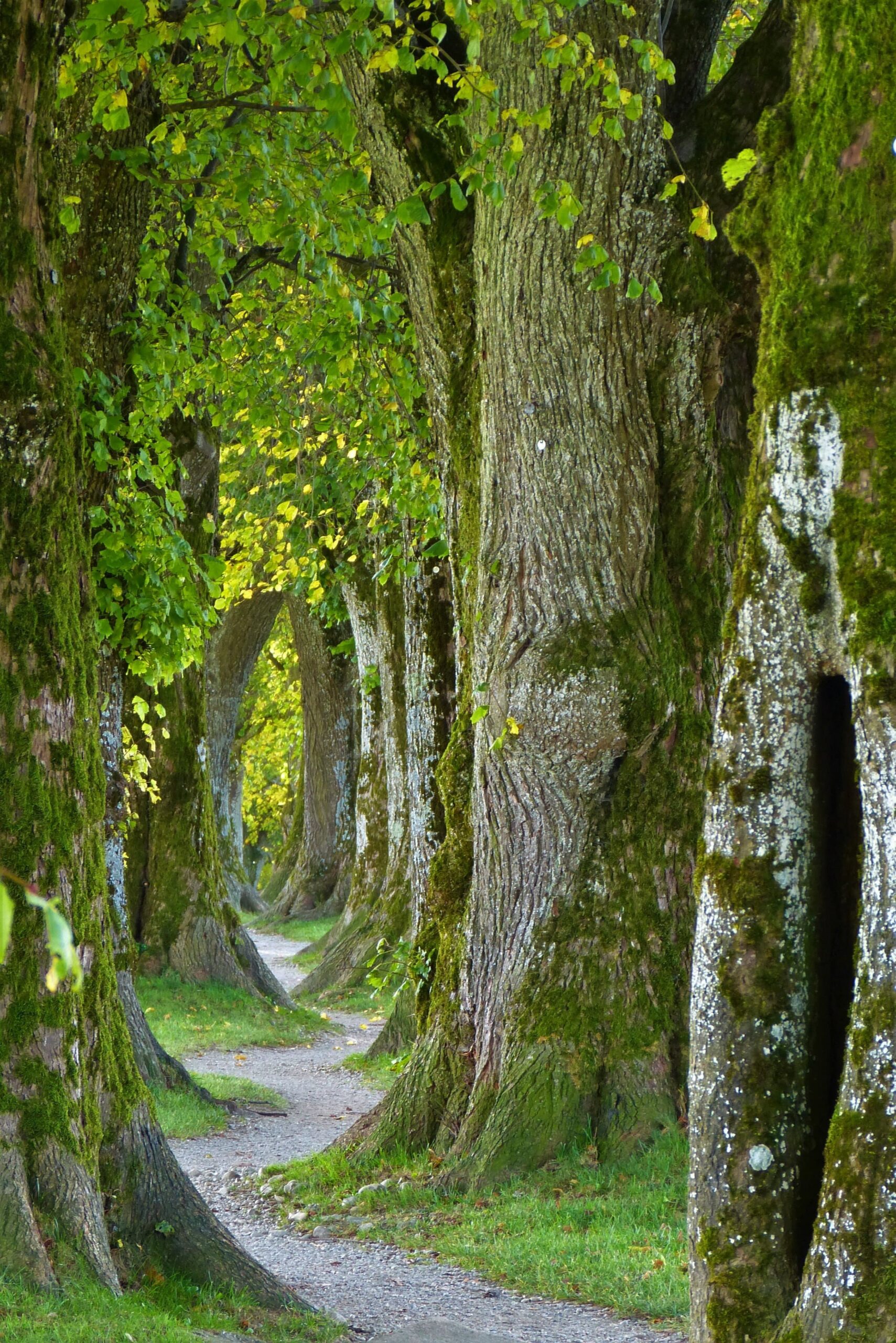 Un chemin qui serpente dans une forêt